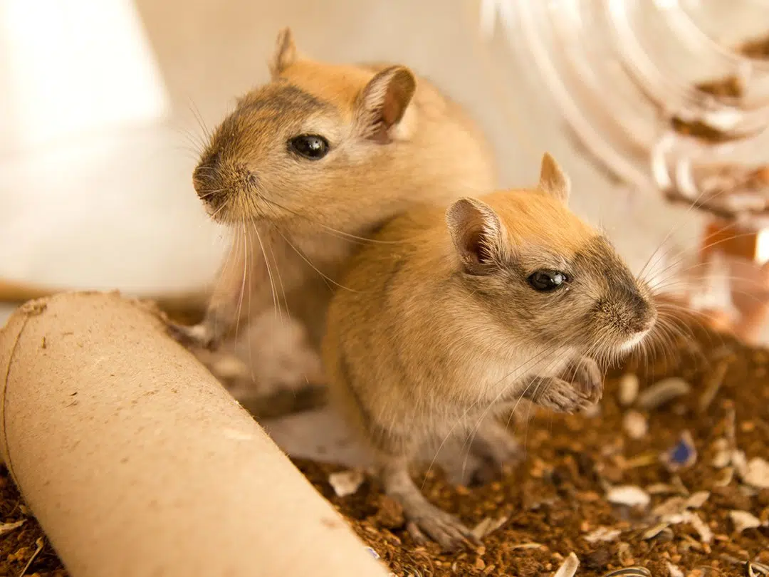 gerbils-looking-cage