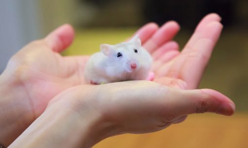 cute baby dwarf hamster