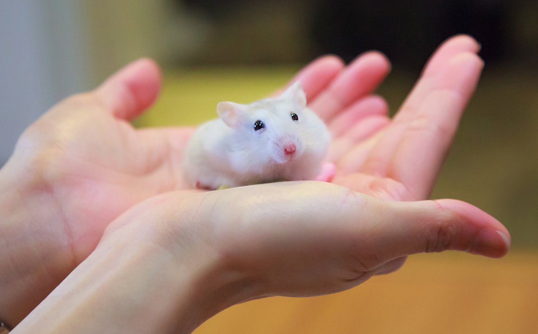 Two dwarf hamsters 2024 in one cage