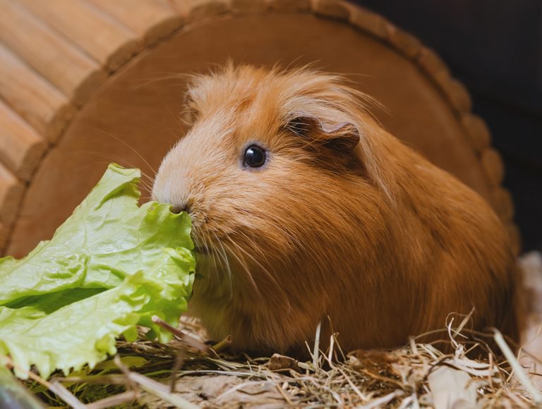 The guinea pig digestive system – how does it work? | Supreme Petfoods