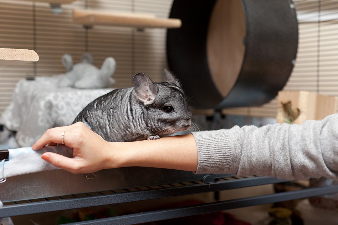 do chinchillas let you hold them