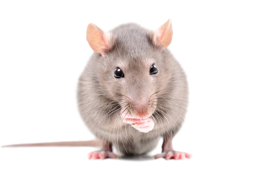 Rat care - Good food for rats | Supreme Petfoods
