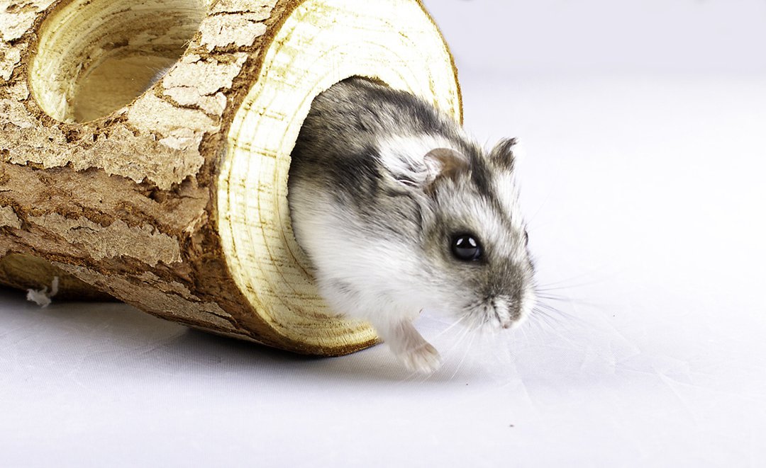 hamster-wooden-tunnel