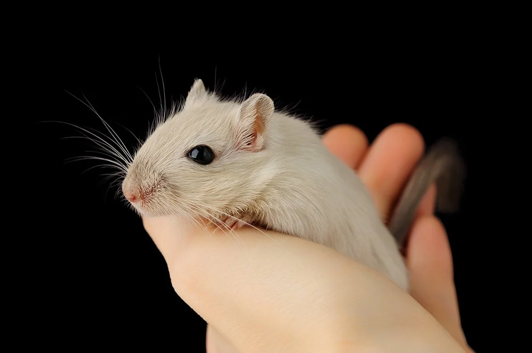 gerbil-in-hand