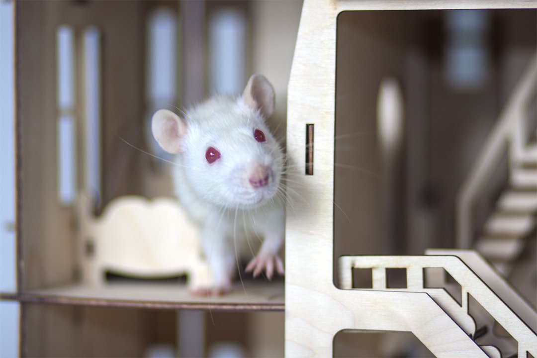 White mouse clearance cage