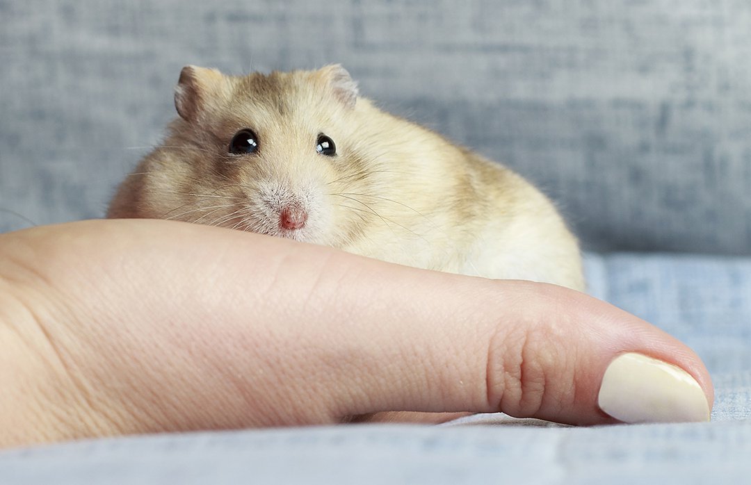 1. Start with short interactions to avoid overstimulating your hamster during taming sessions.
