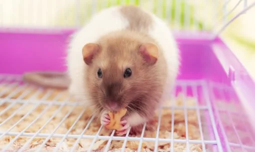 rat eating a treat