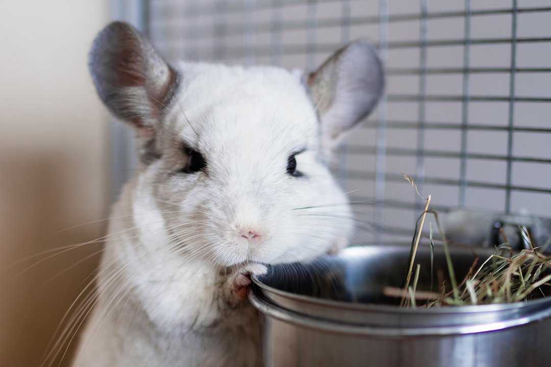 What foods do chinchillas eat Supreme Petfoods