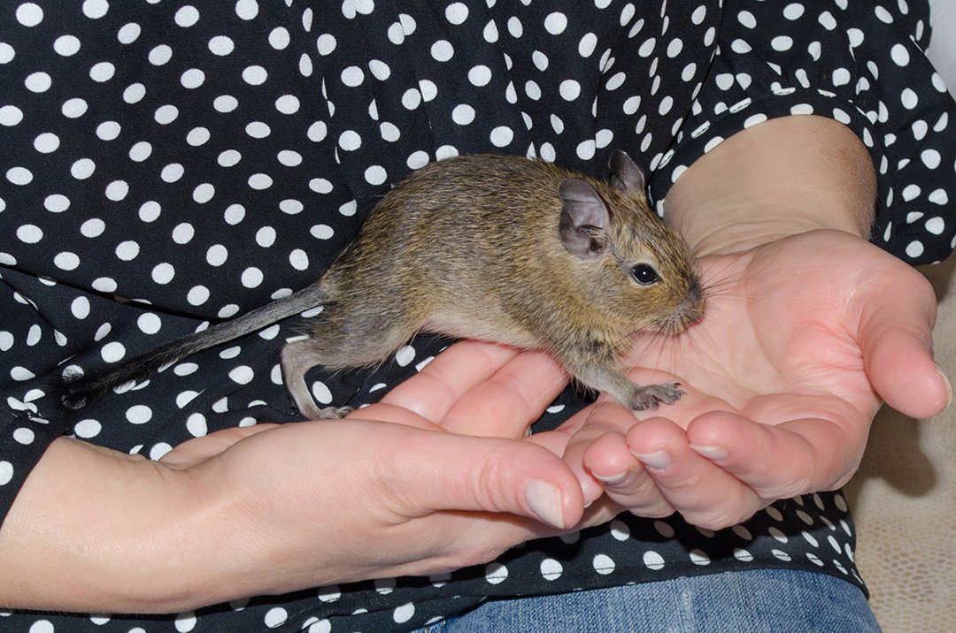 Degu pets at store home