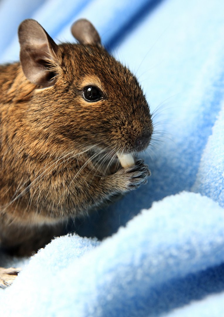 degu-eating