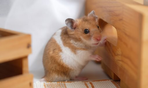 Golden Syrian Hamster » Pet Profile: Cage, Food, Lifespan