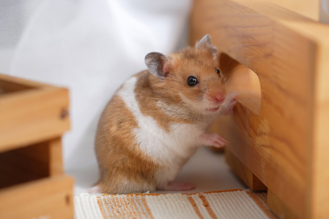 How To Tell How Old Your Hamster Is • Hamster Home
