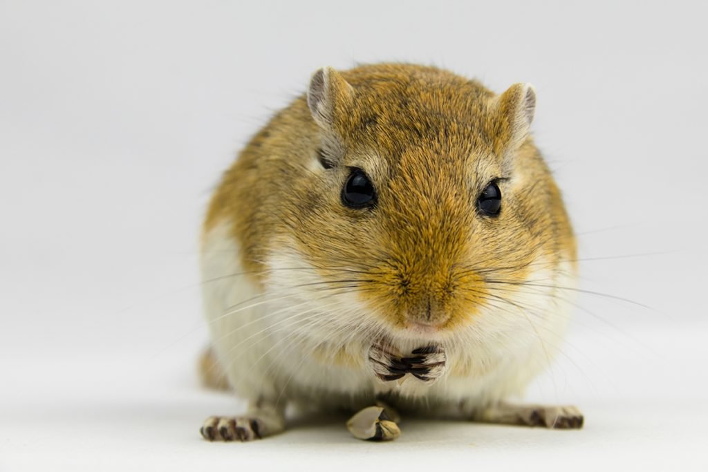Can gerbils eat cat food Clearance