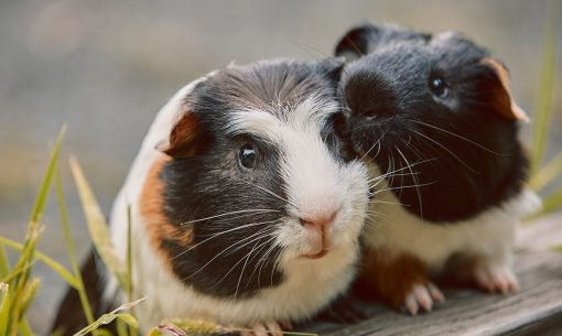 two-guinea-pigs