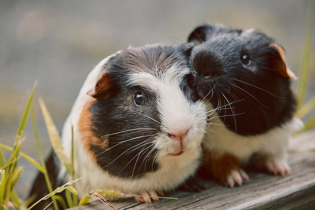 Introducing a new guinea pig store to another