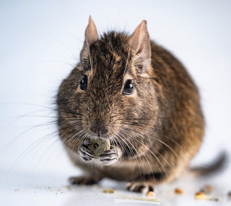 What Foods Do Degus Eat? | Supreme Petfoods