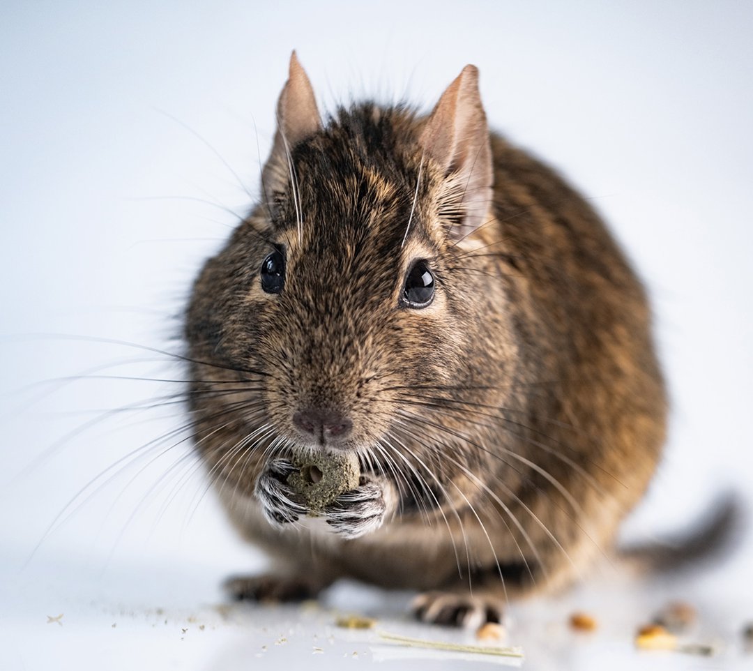 Degu pets best sale at home