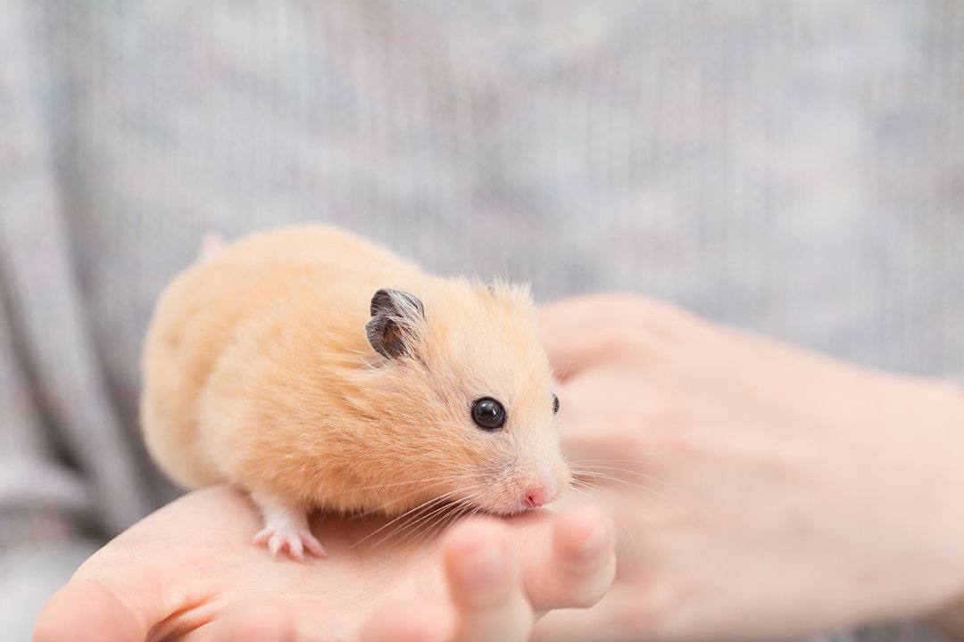 Taming store a hamster