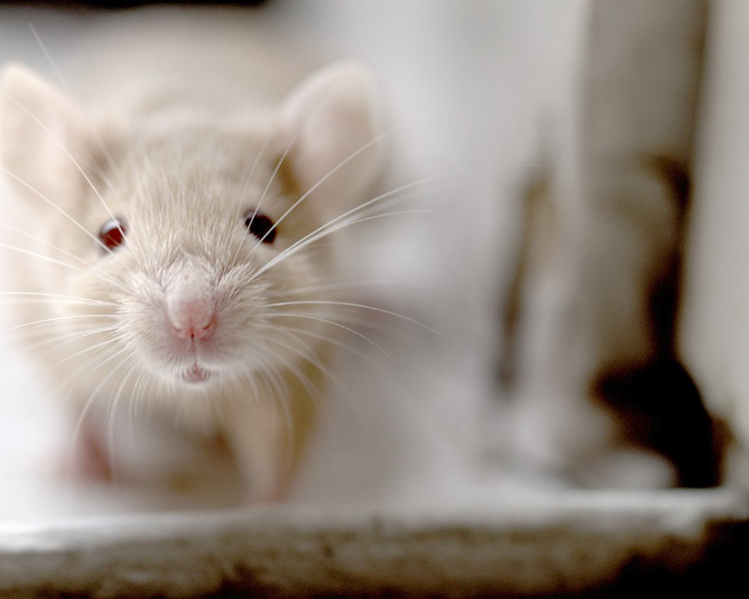 Domesticated mice make charming, entertaining house pets