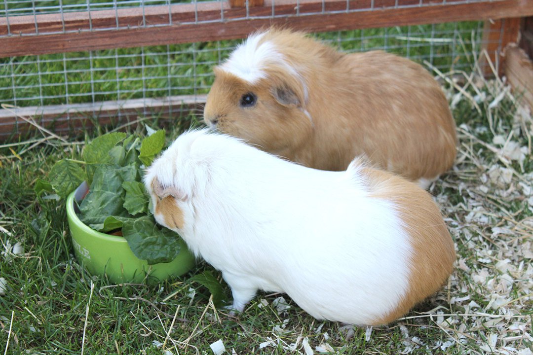 two-guinea-pigs-in-outdoor-hutch