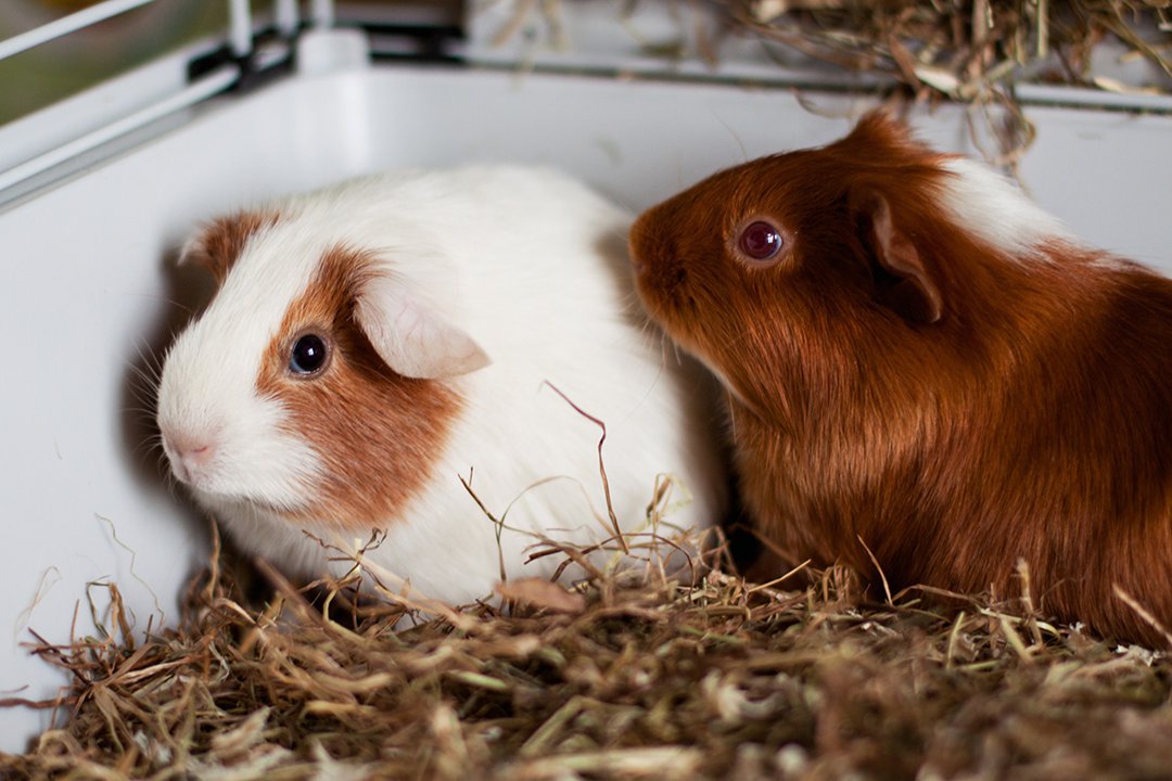 two-guinea-pigs-in-indoor-cage