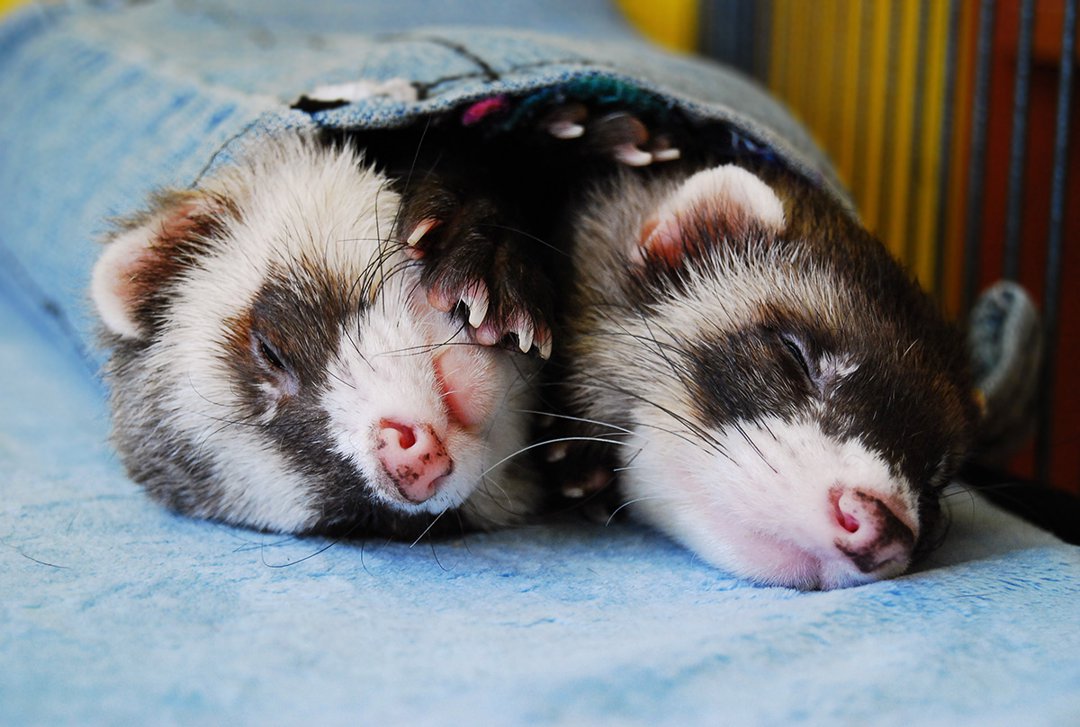 Keeping ferrets as store pets