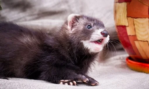 ferret mouth open
