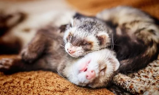 ferrets together cuddling
