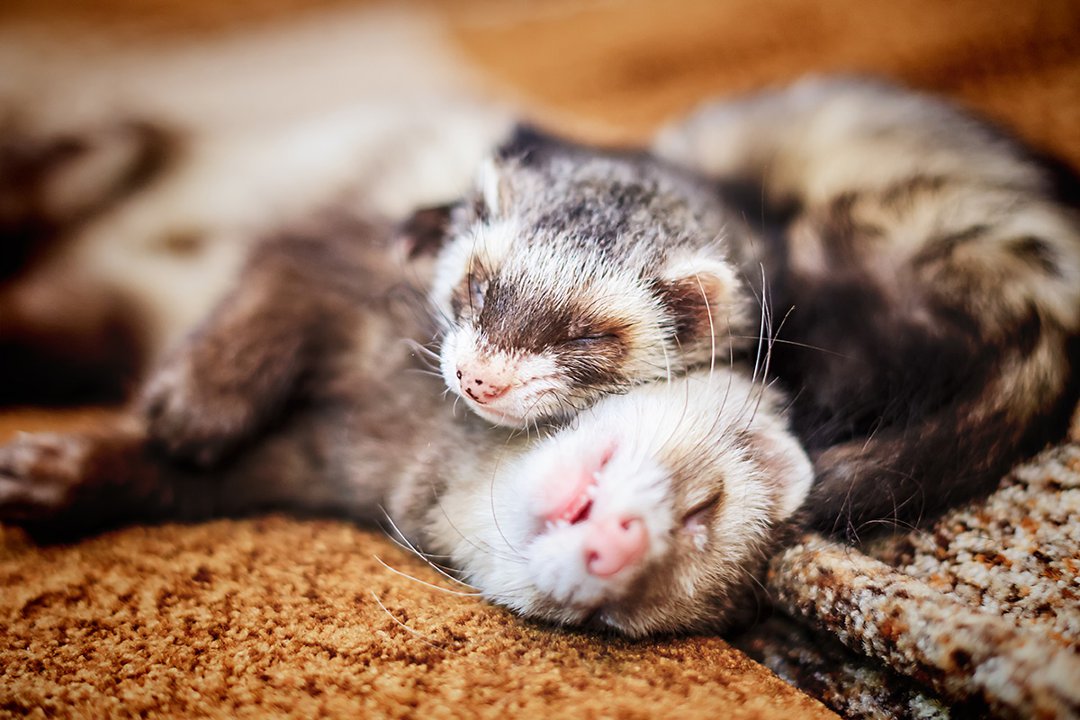 Can Ferrets Live Alone: Essential Tips for Happy Pets