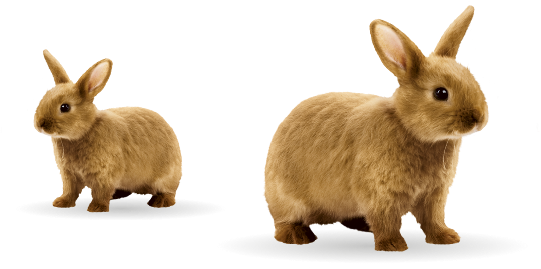 Rabbits | Supreme Petfoods