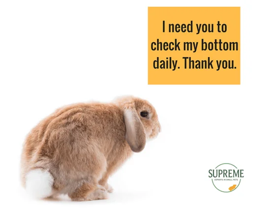 supreme-rabbit-bum