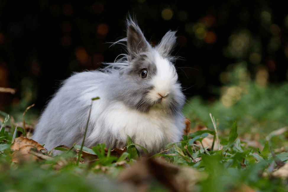 Bunny Eye Care: Everything You Need To Know