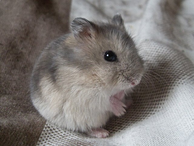 cute grey dwarf hamsters