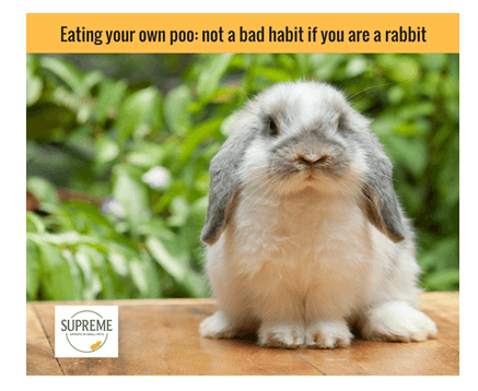 is it safe for dogs to eat rabbit poop