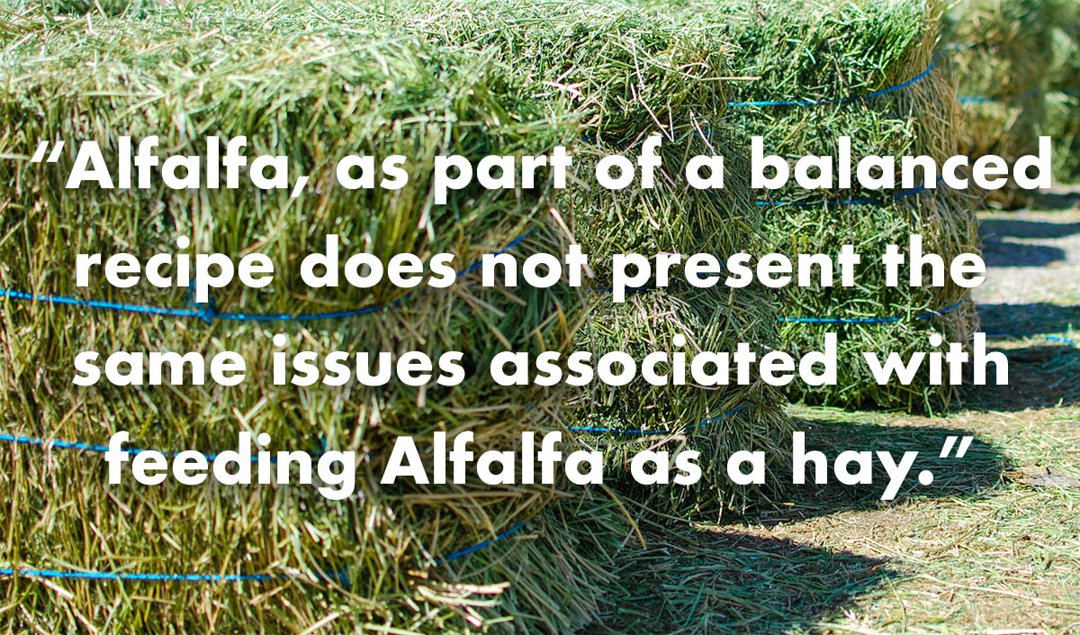 is alfalfa hay good for bunnies