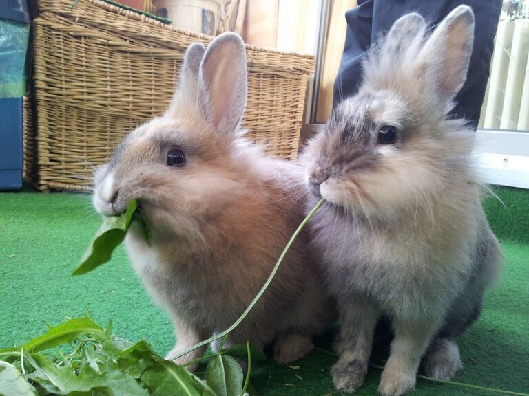 Moving outdoor shop rabbit indoors