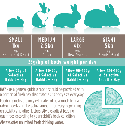 Netherland dwarf hotsell rabbit food