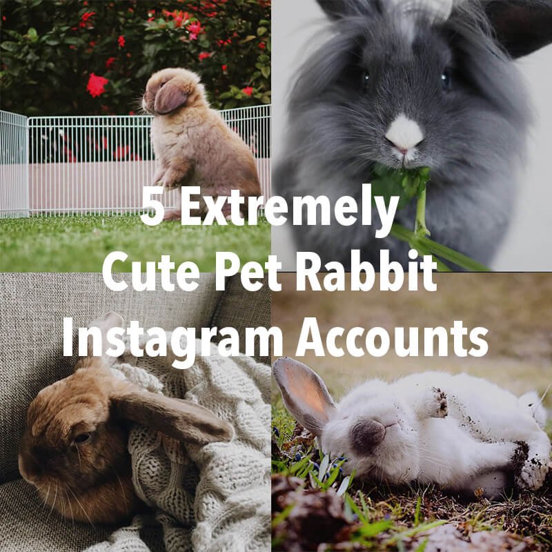 5-extremely-cute-pet-rabbit-instagram-accounts