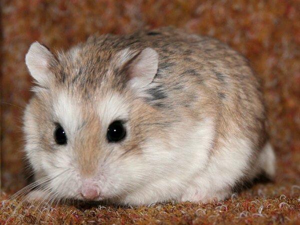 roborovski’s hamster