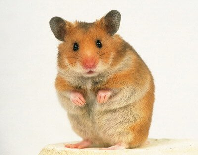 syrian dwarf hamster