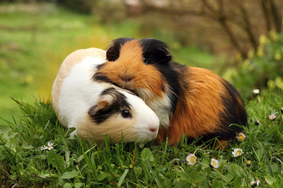 male and female guinea pigs