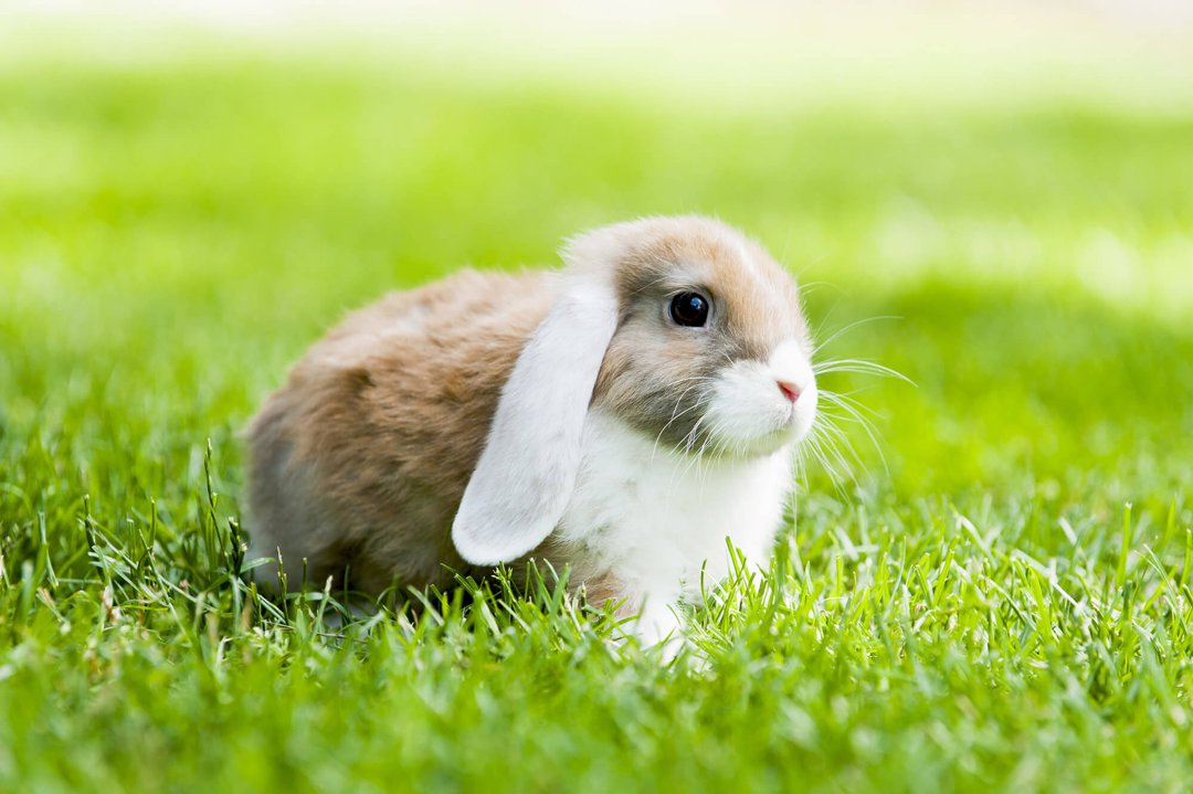 Do Happy Rabbits Live Inside Or Outside Supreme Petfoods
