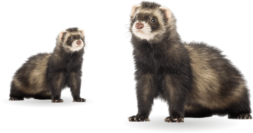 Ferrets Supreme Petfoods