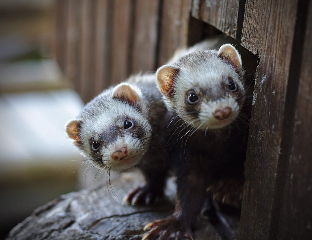 Ferret veterinary care near hot sale me