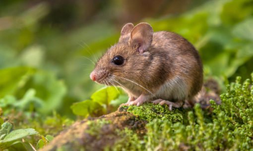 Field Mouse Close Up