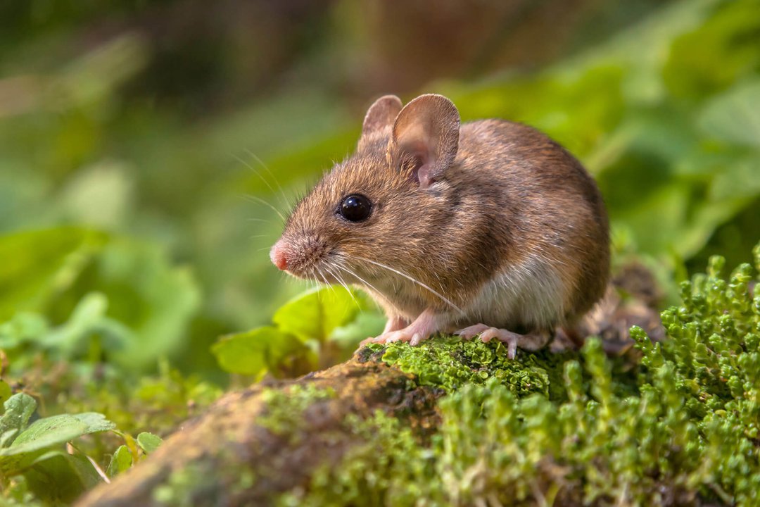close up van veldmuis