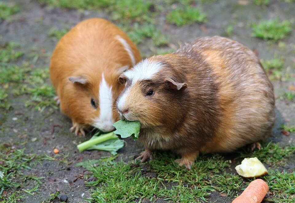 guinea-pig-pair