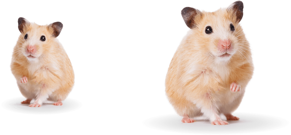 Ha White Transparent, The Hamster Who Has Spent A Lifetime With Nut Has His  Back To The Audience, Pet, Animal, Hamster PNG Image For Free Download