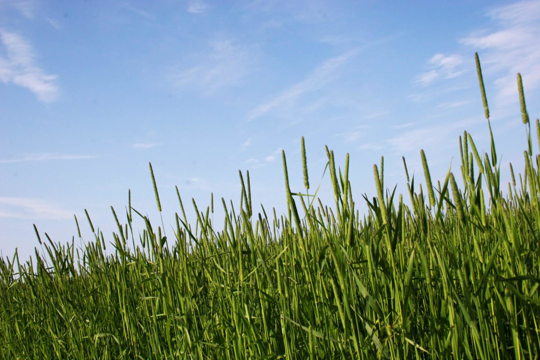 Harvest field