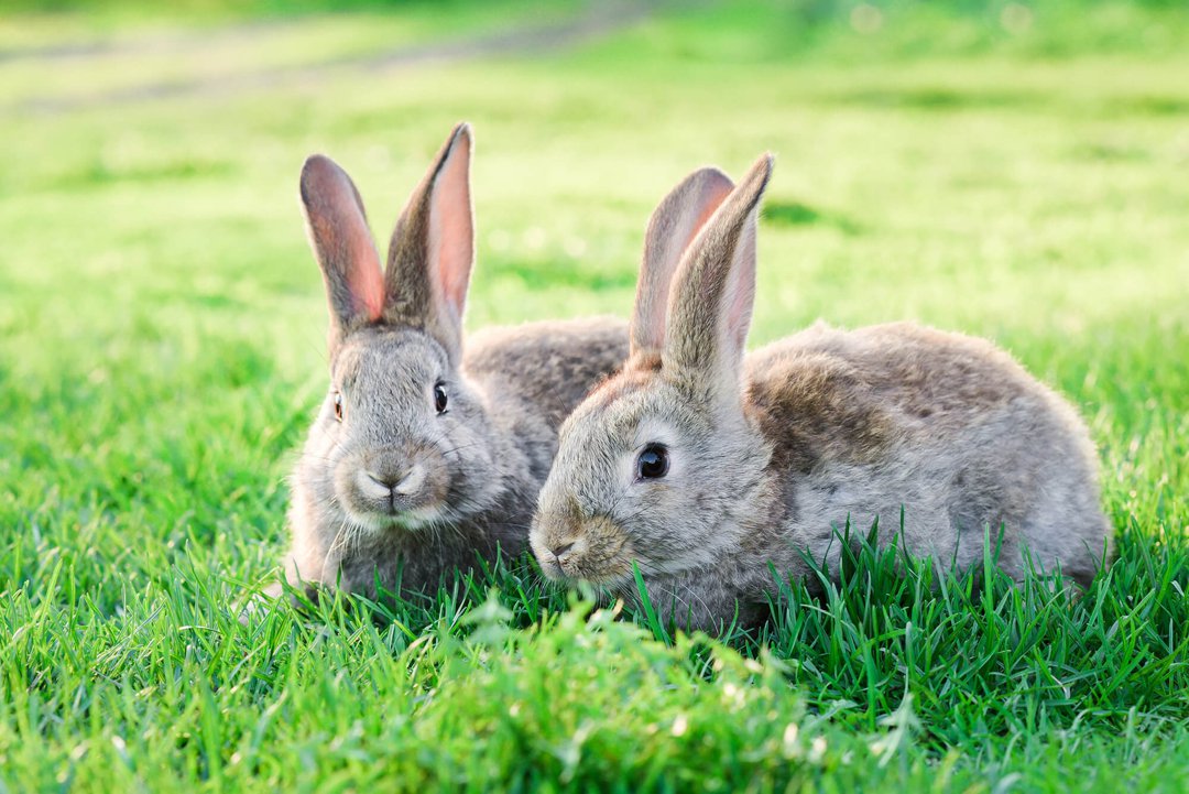 Rabbit pairs and companionship | Supreme Petfoods